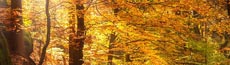 『秋』写真1｜SHOWROOMのバナー画像で使える写真素材まとめ