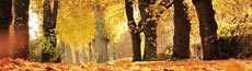 『秋』写真2｜SHOWROOMのバナー画像で使える写真素材まとめ