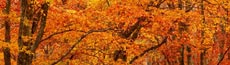 『秋』写真6｜SHOWROOMのバナー画像で使える写真素材まとめ