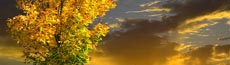 『秋』写真8｜SHOWROOMのバナー画像で使える写真素材まとめ