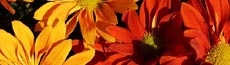 『秋』写真9｜SHOWROOMのバナー画像で使える写真素材まとめ
