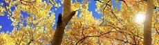 『秋』写真10｜SHOWROOMのバナー画像で使える写真素材まとめ