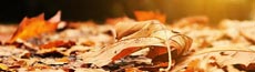 『秋』写真12｜SHOWROOMのバナー画像で使える写真素材まとめ