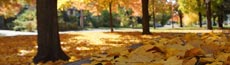 『秋』写真14｜SHOWROOMのバナー画像で使える写真素材まとめ