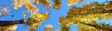 『秋』写真15｜SHOWROOMのバナー画像で使える写真素材まとめ