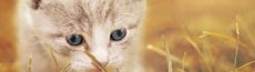 『猫』写真1｜SHOWROOMのバナー画像で使える写真素材まとめ
