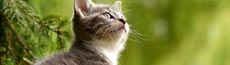 『猫』写真2｜SHOWROOMのバナー画像で使える写真素材まとめ
