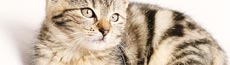 『猫』写真4｜SHOWROOMのバナー画像で使える写真素材まとめ