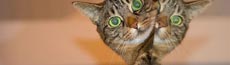 『猫』写真5｜SHOWROOMのバナー画像で使える写真素材まとめ