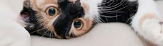 『猫』写真6｜SHOWROOMのバナー画像で使える写真素材まとめ