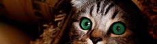 『猫』写真9｜SHOWROOMのバナー画像で使える写真素材まとめ