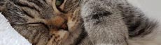 『猫』写真10｜SHOWROOMのバナー画像で使える写真素材まとめ