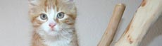 『猫』写真12｜SHOWROOMのバナー画像で使える写真素材まとめ