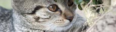 『猫』写真14｜SHOWROOMのバナー画像で使える写真素材まとめ