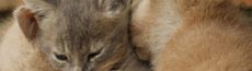 『猫』写真15｜SHOWROOMのバナー画像で使える写真素材まとめ