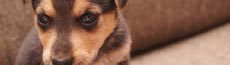 『犬』写真7｜SHOWROOMのバナー画像で使える写真素材まとめ