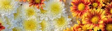 『花』写真3｜SHOWROOMのバナー画像で使える写真素材まとめ