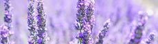 『花』写真4｜SHOWROOMのバナー画像で使える写真素材まとめ