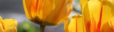 『花』写真5｜SHOWROOMのバナー画像で使える写真素材まとめ