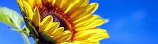 『花』写真6｜SHOWROOMのバナー画像で使える写真素材まとめ