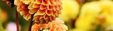 『花』写真9｜SHOWROOMのバナー画像で使える写真素材まとめ