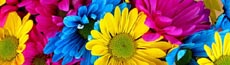 『花』写真11｜SHOWROOMのバナー画像で使える写真素材まとめ