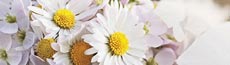 『花』写真15｜SHOWROOMのバナー画像で使える写真素材まとめ