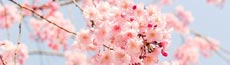 『春』写真1｜SHOWROOMのバナー画像で使える写真素材まとめ
