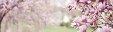 『春』写真2｜SHOWROOMのバナー画像で使える写真素材まとめ