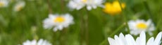 『春』写真6｜SHOWROOMのバナー画像で使える写真素材まとめ