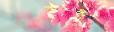 『春』写真10｜SHOWROOMのバナー画像で使える写真素材まとめ