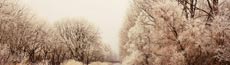 『冬』写真8｜SHOWROOMのバナー画像で使える写真素材まとめ