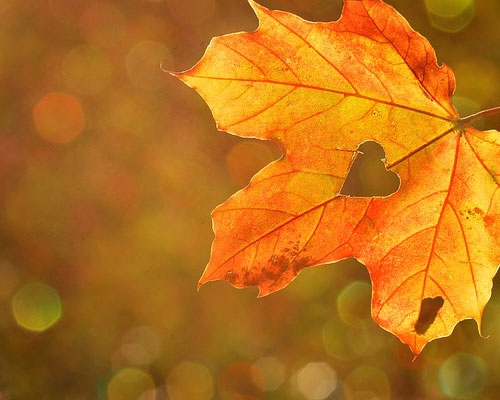 『秋』写真3｜TikTokのカバー画像（ホーム画像）で使える写真素材まとめ