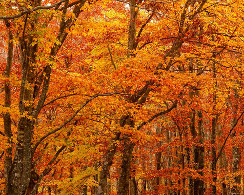 『秋』写真6｜TikTokのカバー画像（ホーム画像）で使える写真素材まとめ