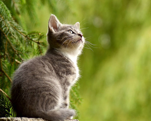 『猫』写真2｜TikTokのカバー画像（ホーム画像）で使える写真素材まとめ