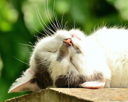 『猫』写真3｜TikTokのカバー画像（ホーム画像）で使える写真素材まとめ