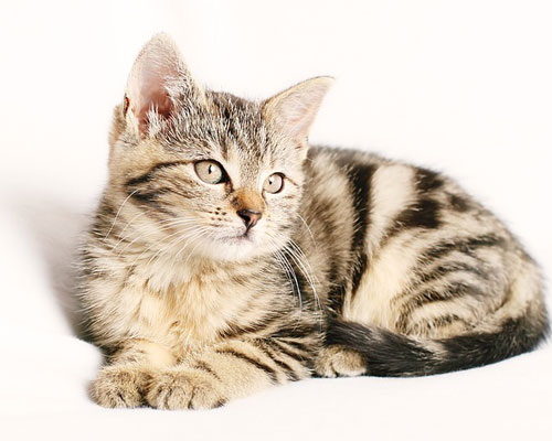 『猫』写真4｜TikTokのカバー画像（ホーム画像）で使える写真素材まとめ