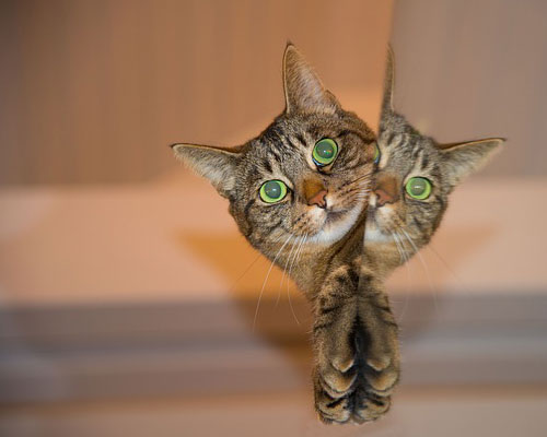 『猫』写真5｜TikTokのカバー画像（ホーム画像）で使える写真素材まとめ