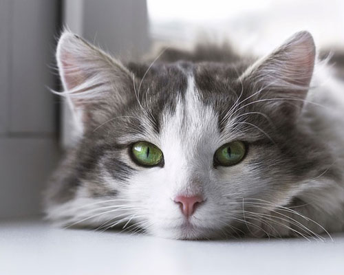 『猫』写真8｜TikTokのカバー画像（ホーム画像）で使える写真素材まとめ