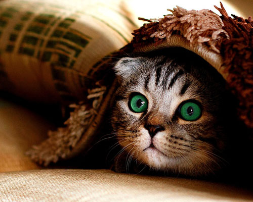 『猫』写真9｜TikTokのカバー画像（ホーム画像）で使える写真素材まとめ