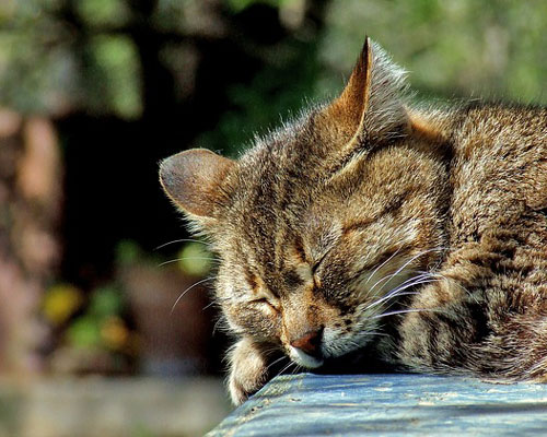 『猫』写真11｜TikTokのカバー画像（ホーム画像）で使える写真素材まとめ
