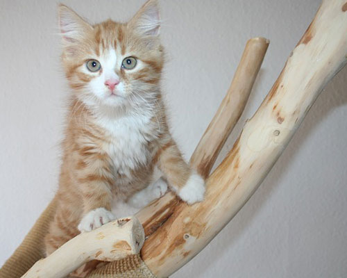 『猫』写真12｜TikTokのカバー画像（ホーム画像）で使える写真素材まとめ