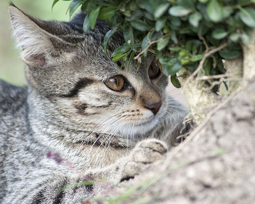 『猫』写真14｜TikTokのカバー画像（ホーム画像）で使える写真素材まとめ
