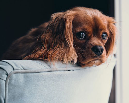 『犬』写真5｜TikTokのカバー画像（ホーム画像）で使える写真素材まとめ