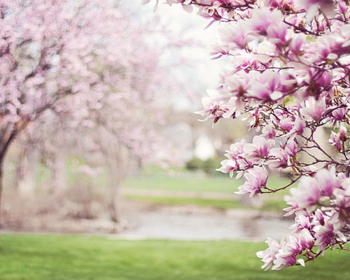 『春』写真2｜TikTokのカバー画像（ホーム画像）で使える写真素材まとめ