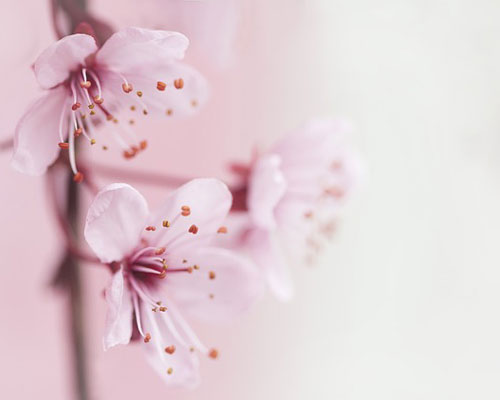 『春』写真3｜TikTokのカバー画像（ホーム画像）で使える写真素材まとめ