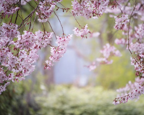 『春』写真4｜TikTokのカバー画像（ホーム画像）で使える写真素材まとめ
