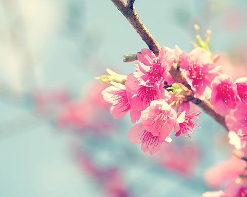 『春』写真10｜TikTokのカバー画像（ホーム画像）で使える写真素材まとめ