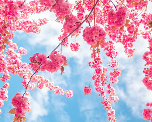 『春』写真14｜TikTokのカバー画像（ホーム画像）で使える写真素材まとめ