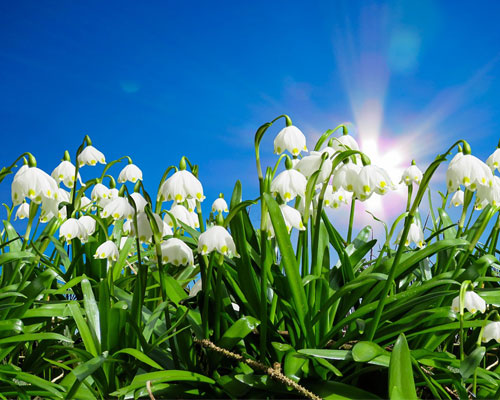 『春』写真15｜TikTokのカバー画像（ホーム画像）で使える写真素材まとめ